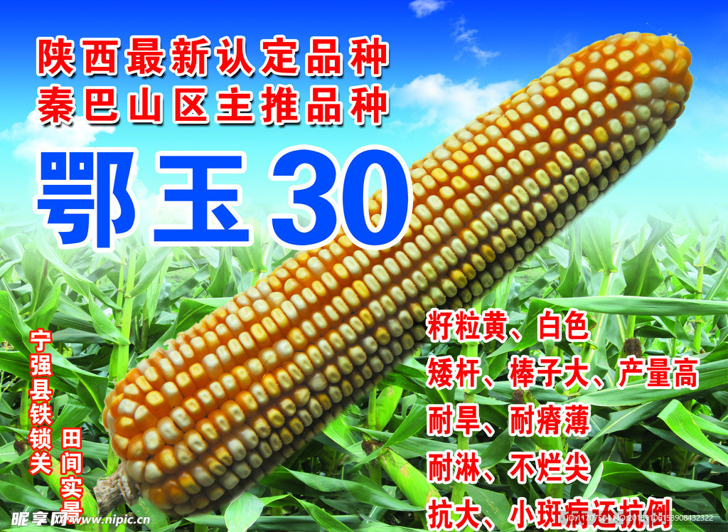 玉米