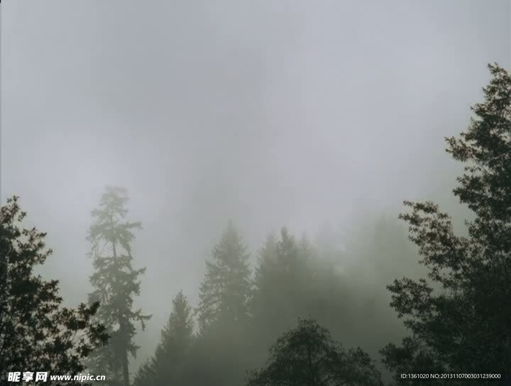 森林云霧背景視頻素材