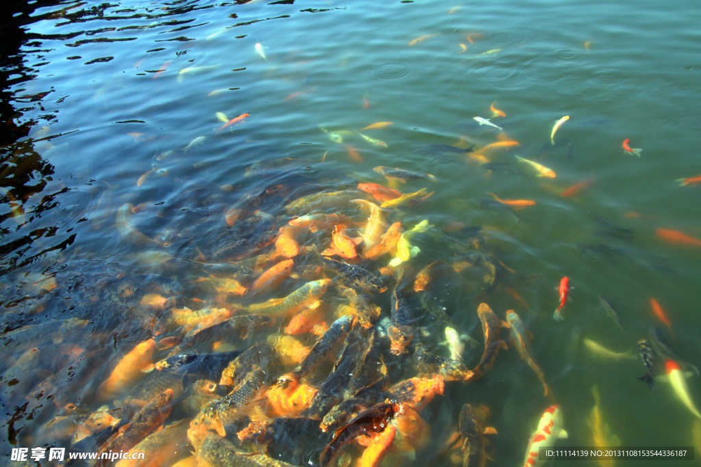 群魚戲水