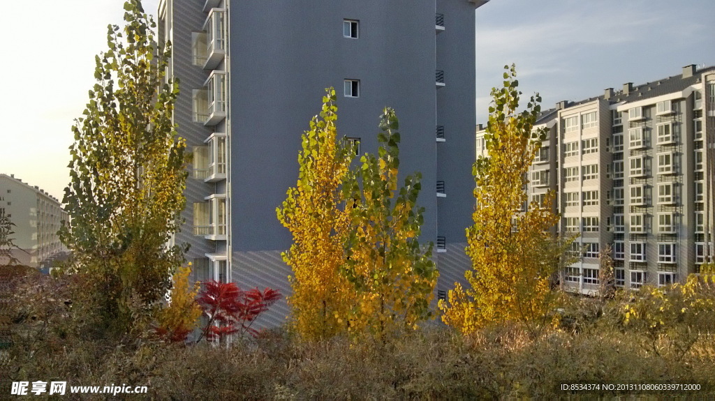 金色的新村