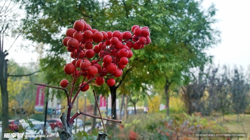 小紅果