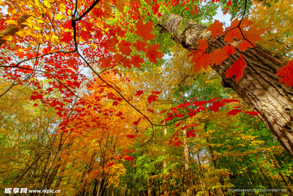 香山紅葉