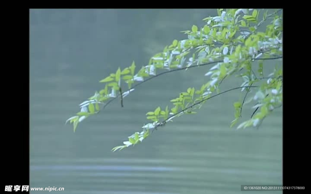 水波樹(shù)葉背景視頻