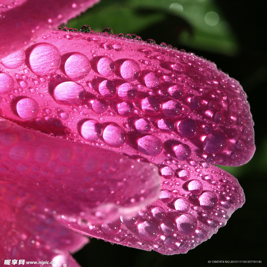 芍藥花