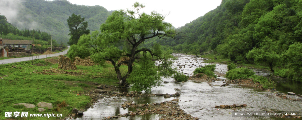 河邊怪樹