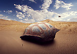 沙漠中的乌龟