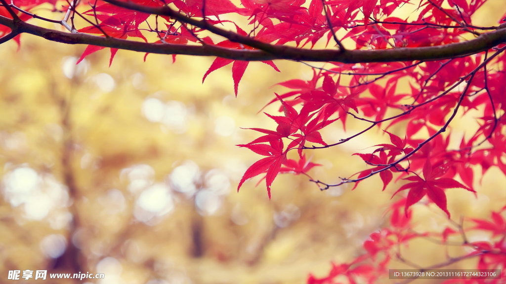 紅樹葉楓葉