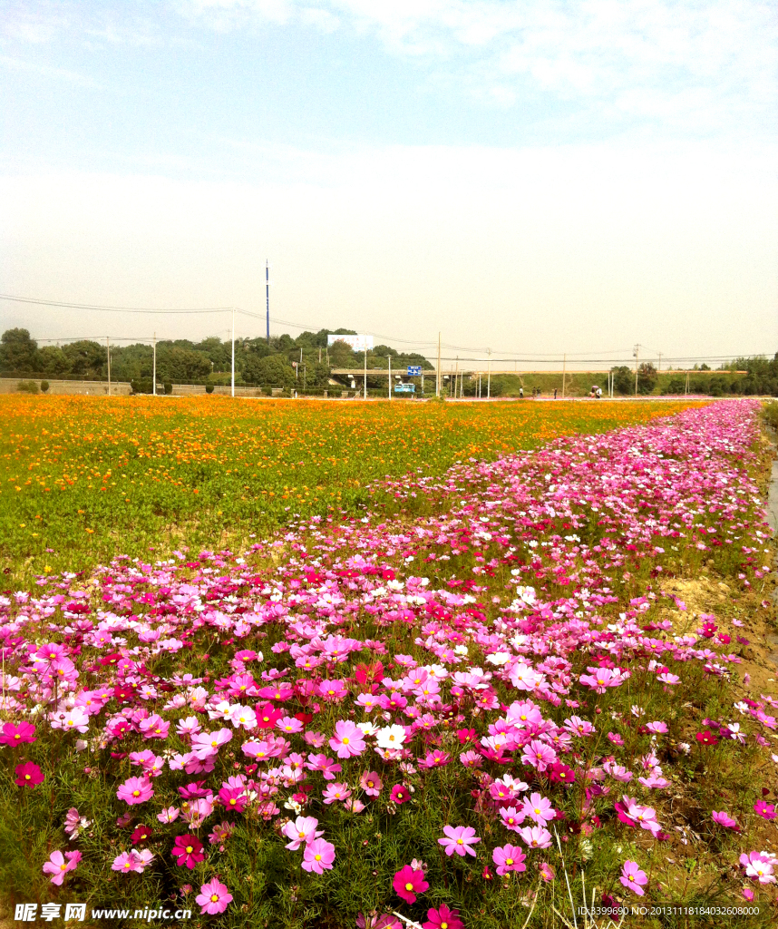 花蒲