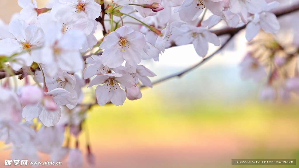 櫻桃花