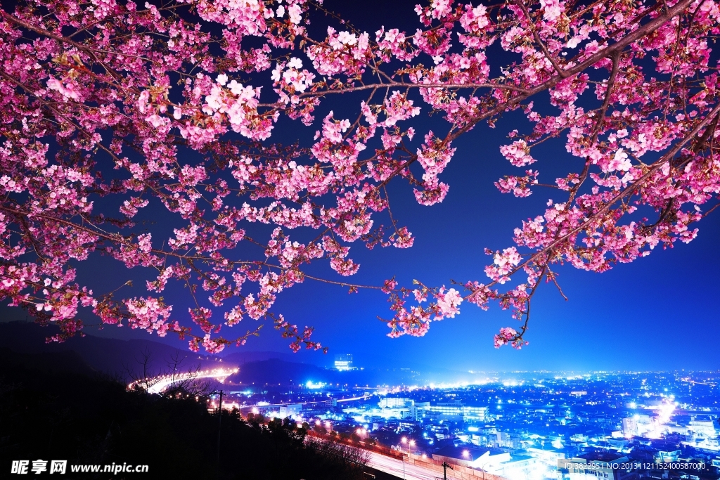 海棠花