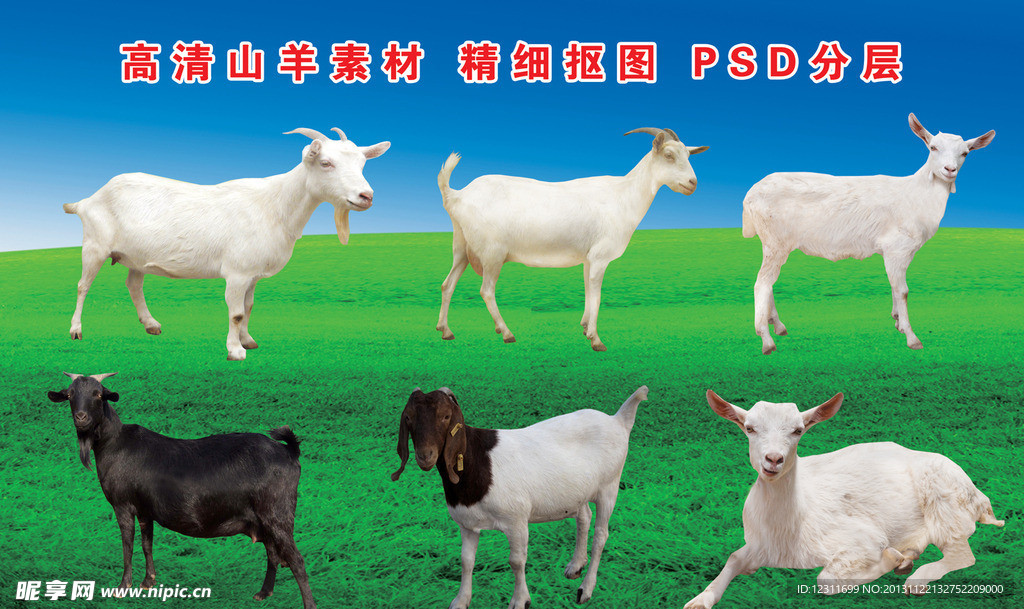 羊 山羊