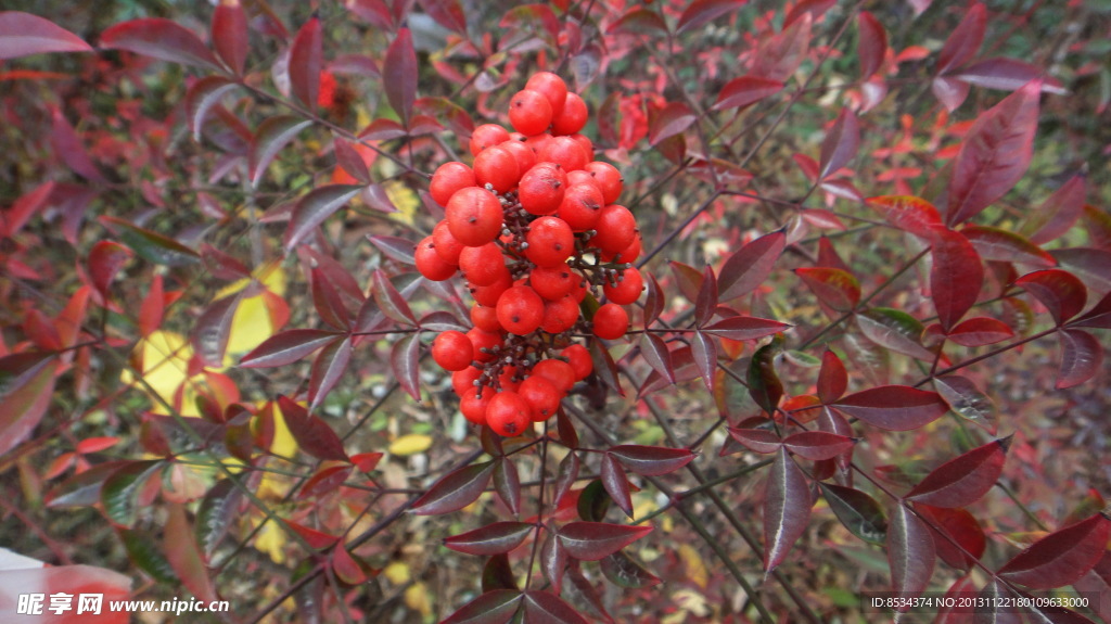 小紅果