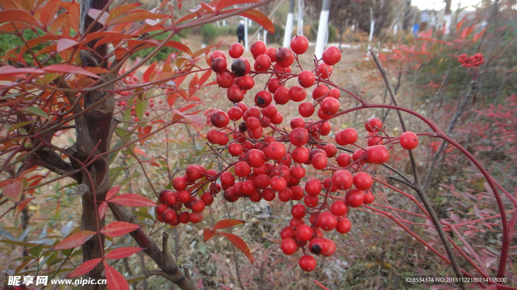 小紅果