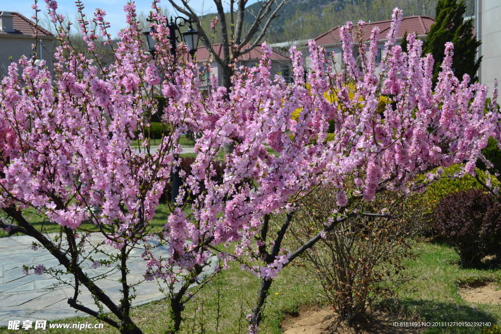 迎春花