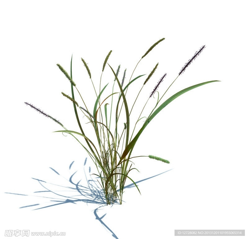 植物模型 小草模型