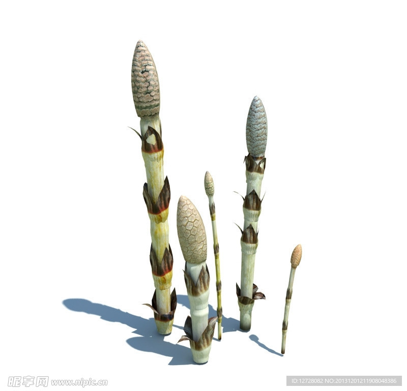 植物模型 小草模型