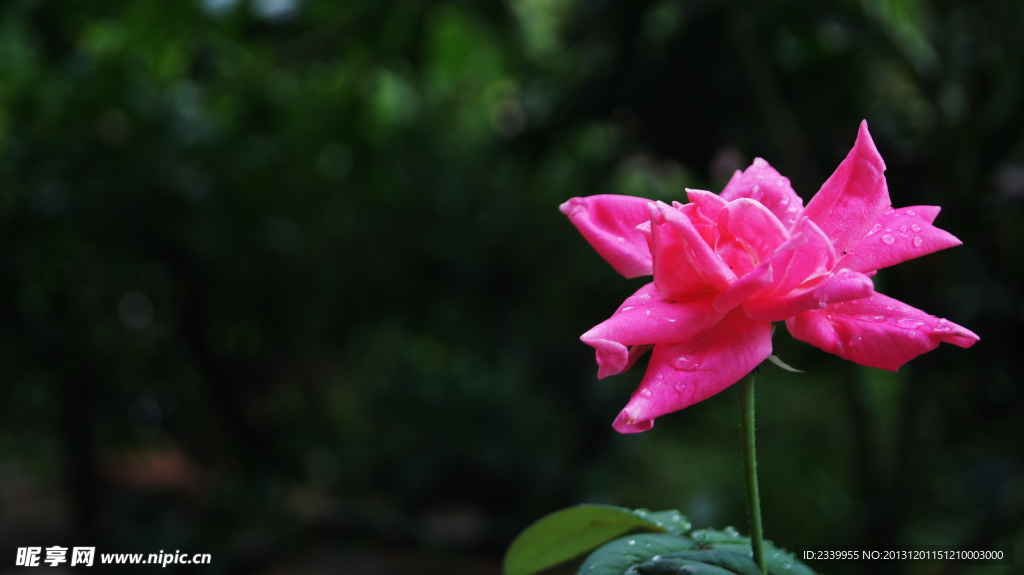 月季花