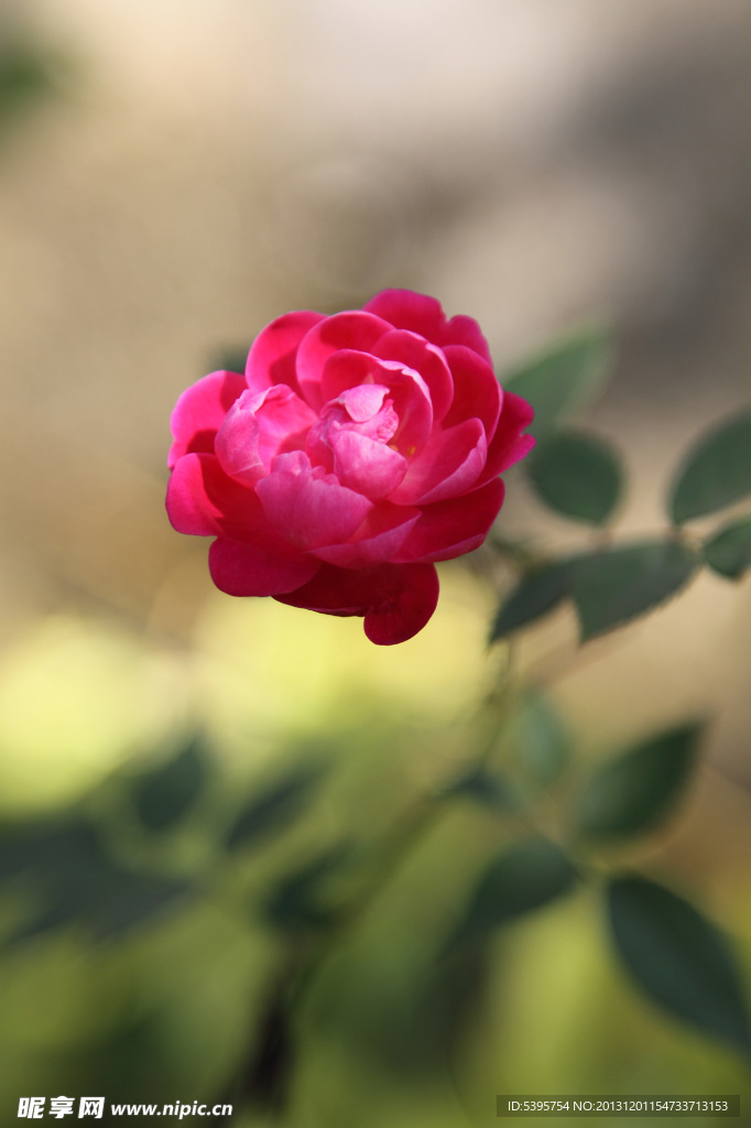 月季花