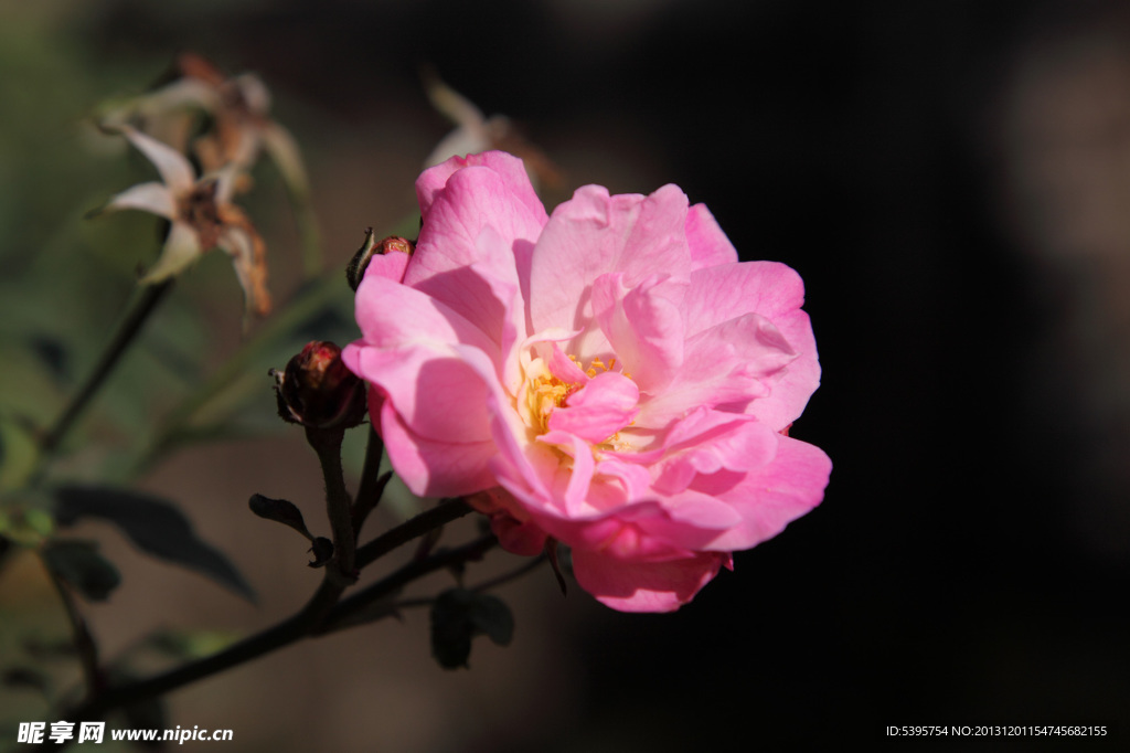 月季花