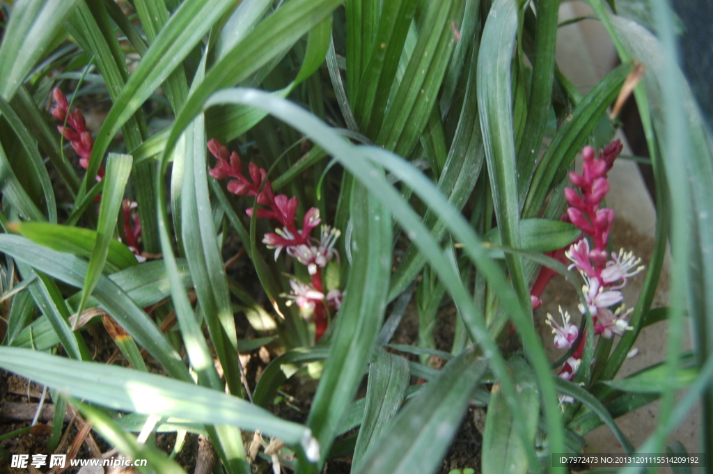 吉祥草開花