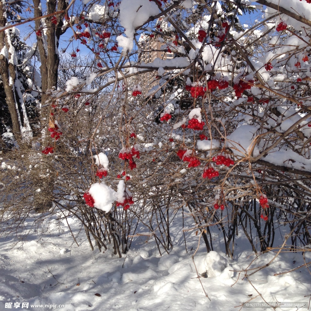 雪里紅