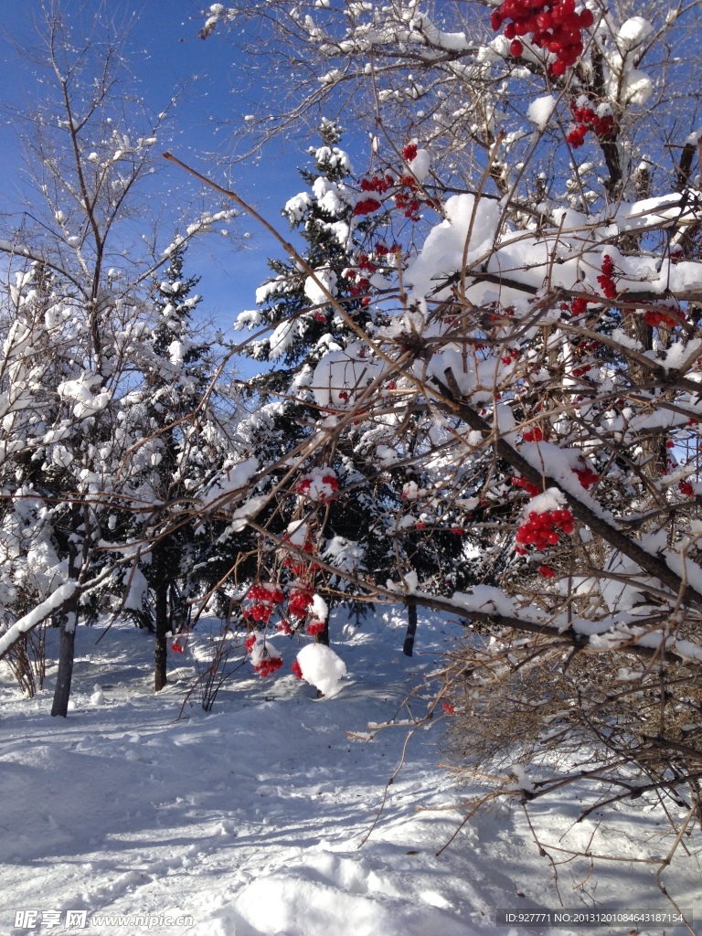 雪里紅
