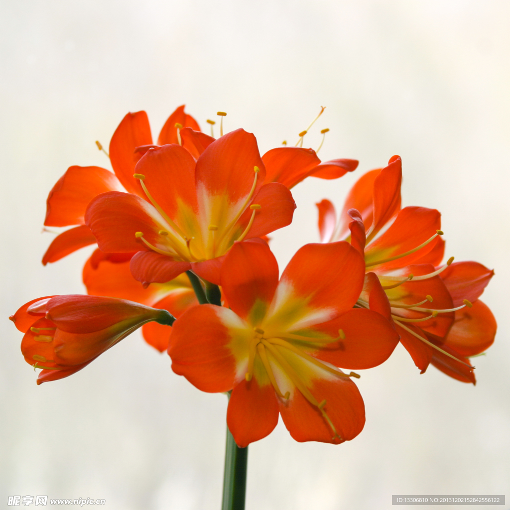 君子蘭假花