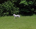 白马奔跑