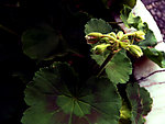 長(zhǎng)壽花
