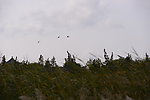 丹顶鹤保护区图片