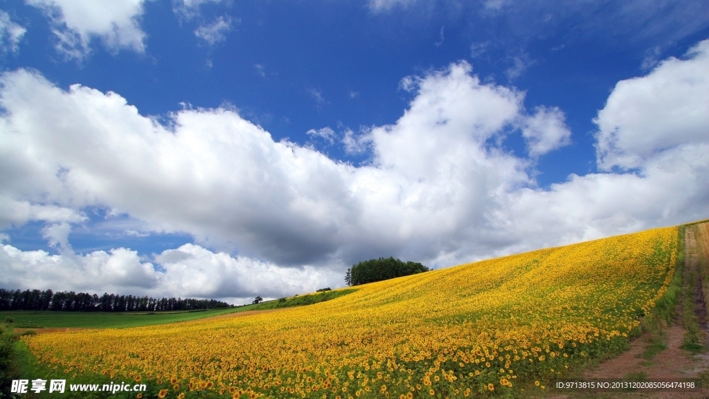 北海道 花場