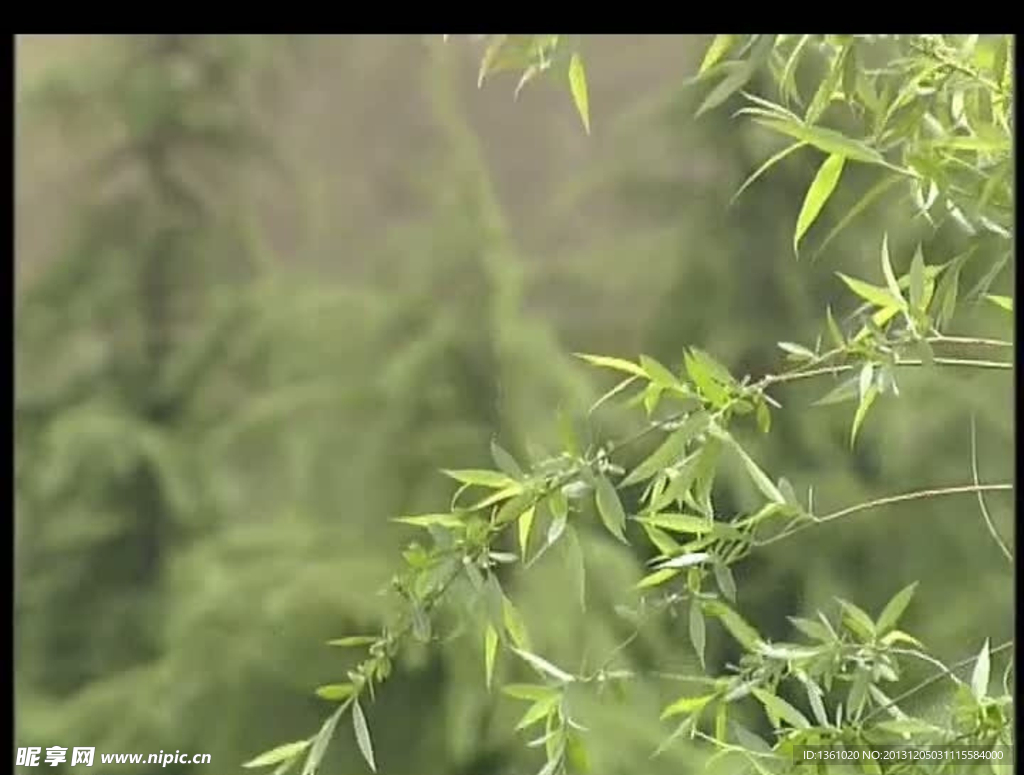 植物背景視頻素材