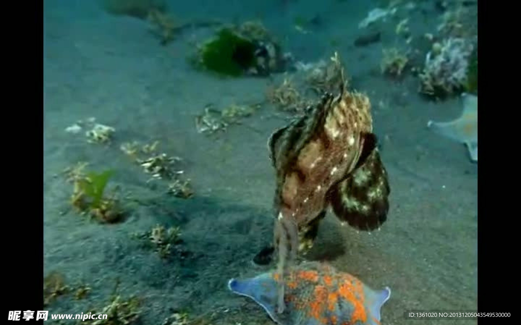 海洋生物視頻素材