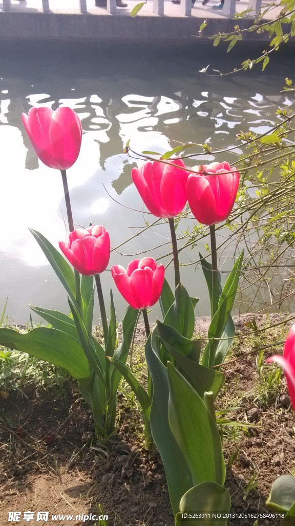 郁金香花