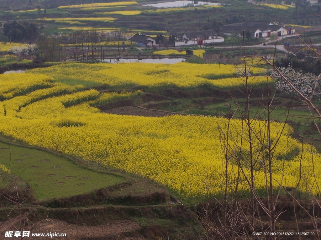 油菜花