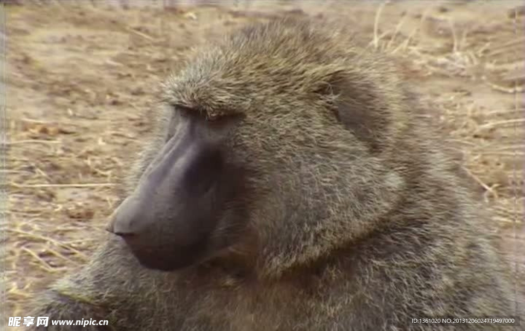 動物活動視頻頻素材