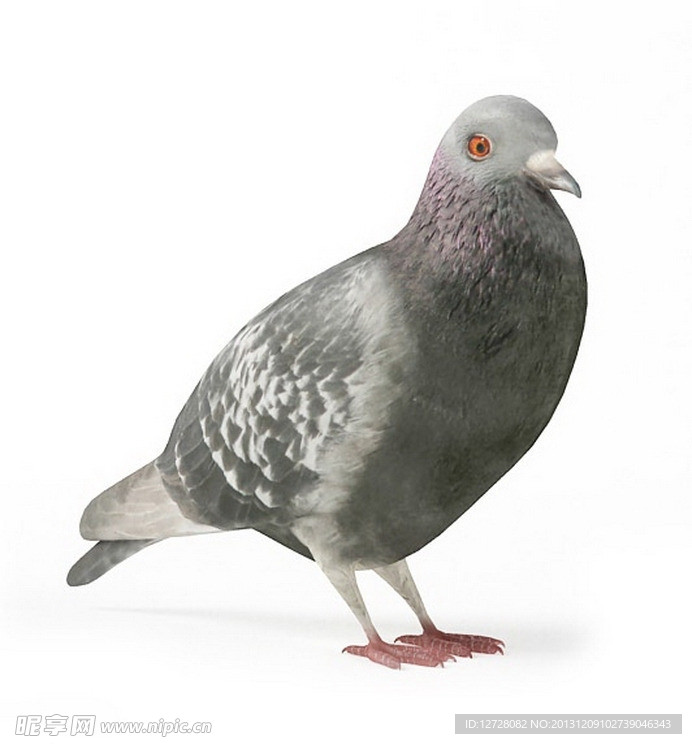 鴿子 鴿子模型 動物