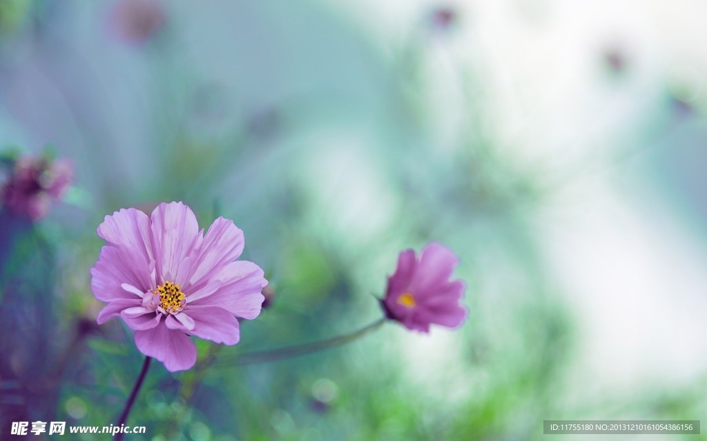 紫色小花