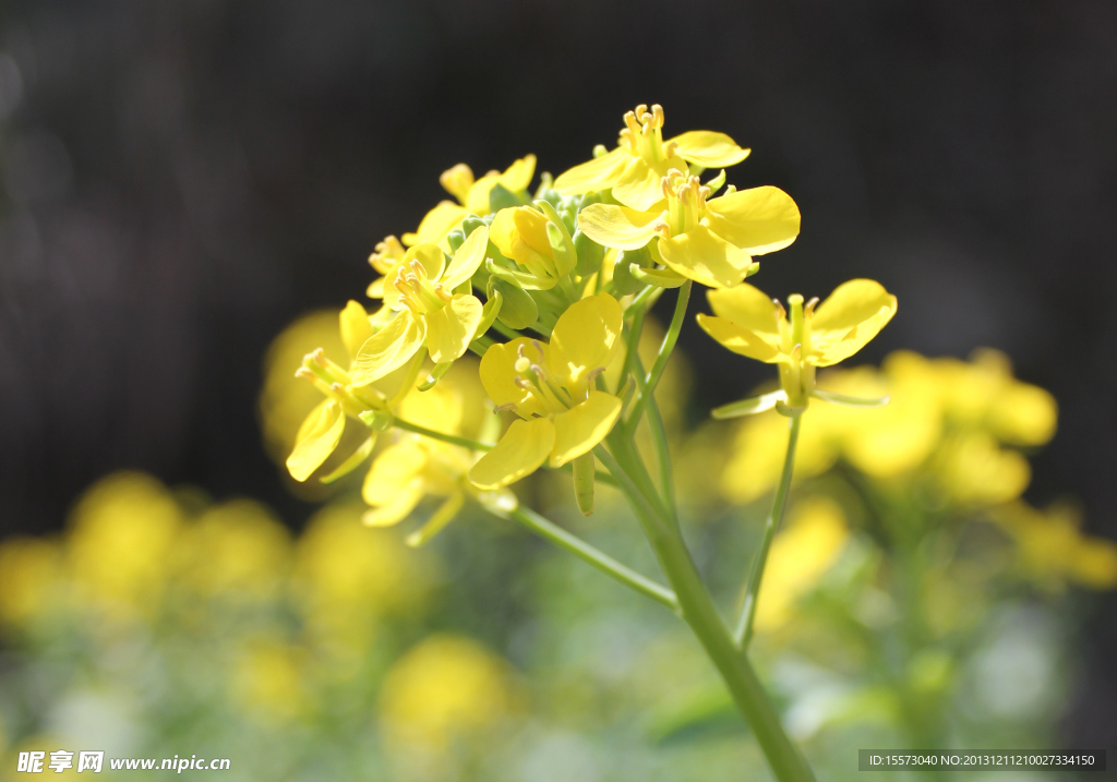 油菜花