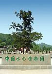 中国水杉植物园