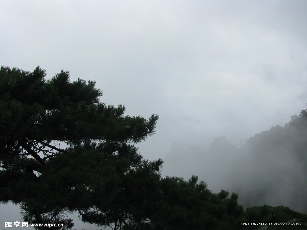 霧里黃山松