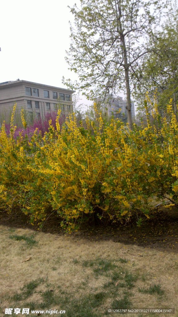 花園