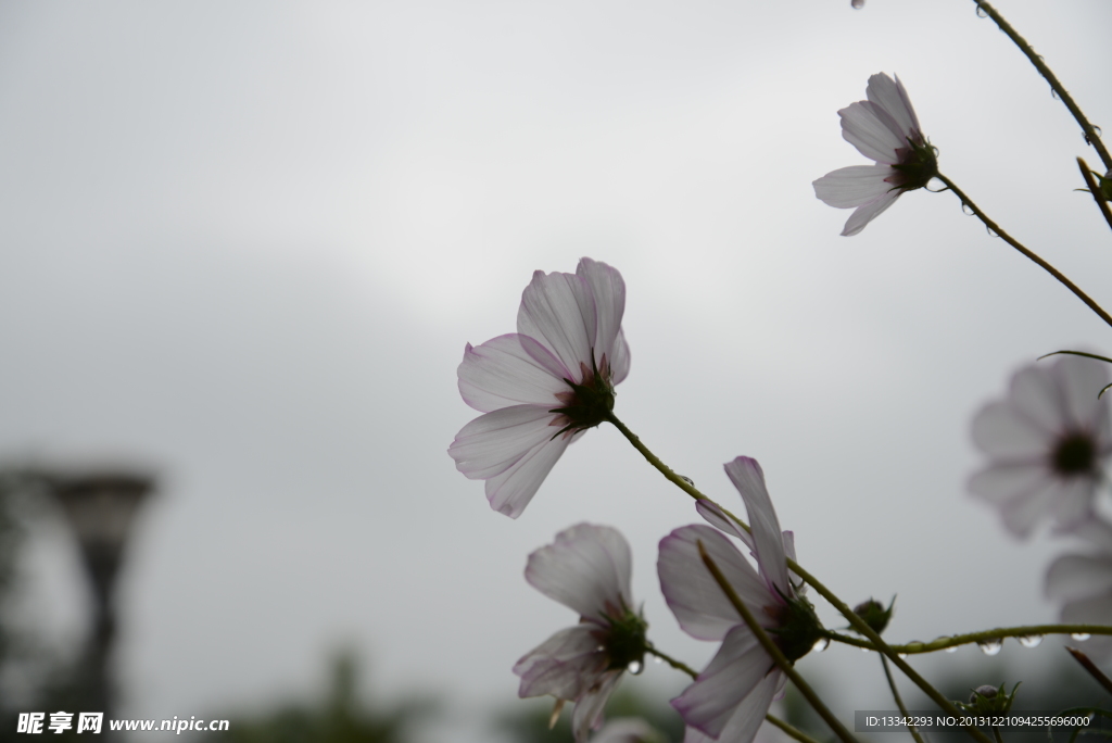 格桑花