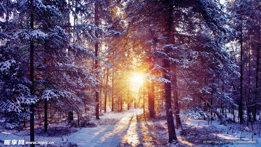 雪背景 樹林意境浪漫