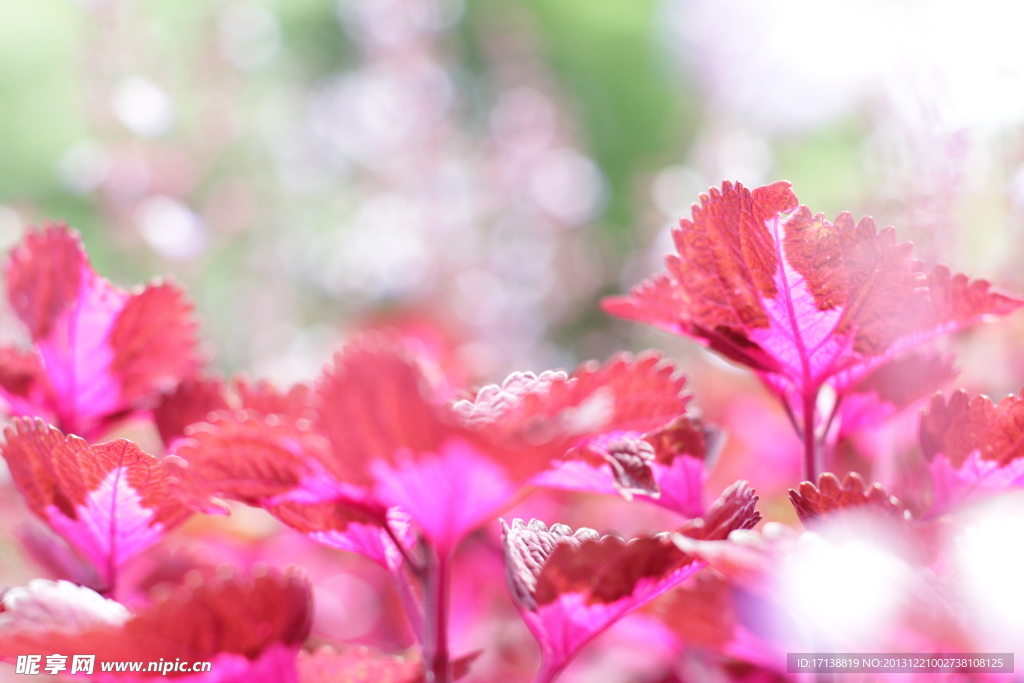 公園紅葉