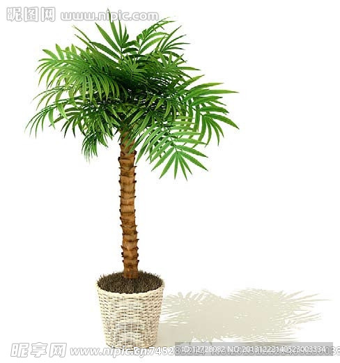盆栽 植物