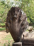 柬埔寨 5头蛇