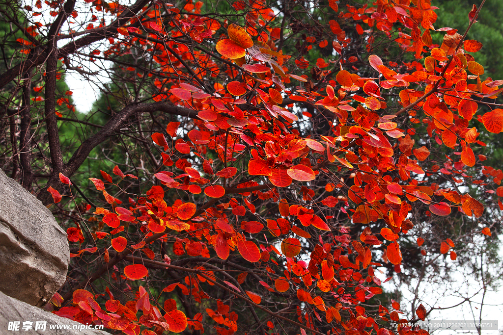 紅葉