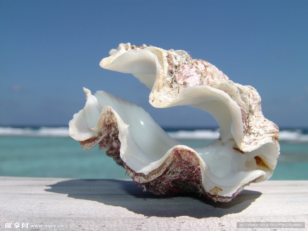 海邊沙灘貝殼