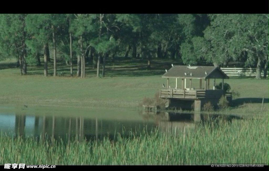 池塘背景视频素材